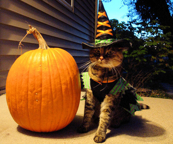 Cat all Dressed-up for Halloween