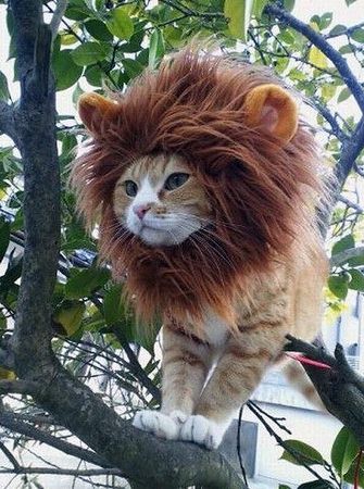 Cat Got the Lion Look