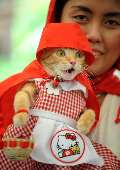 Cat in Red Hood Costume