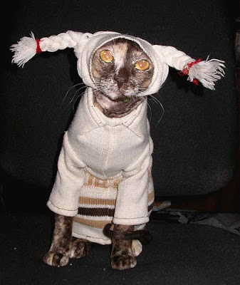 Cat's Got Tricked in Weird Costume