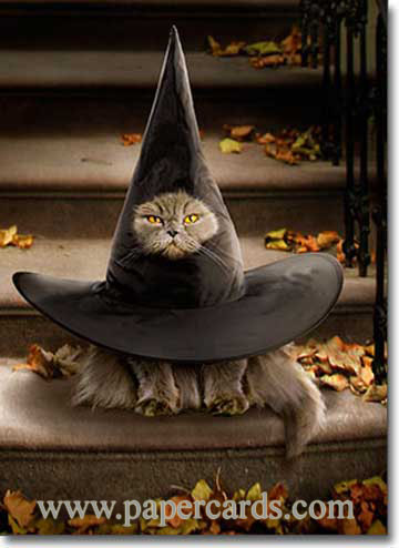 Cat is Witch Hat