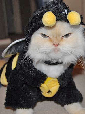 Cat With Serious Look in A Very Funny Costume