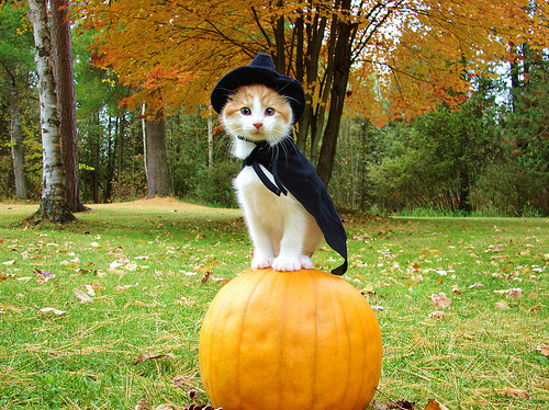 Cute Little Cat in Witch Costume