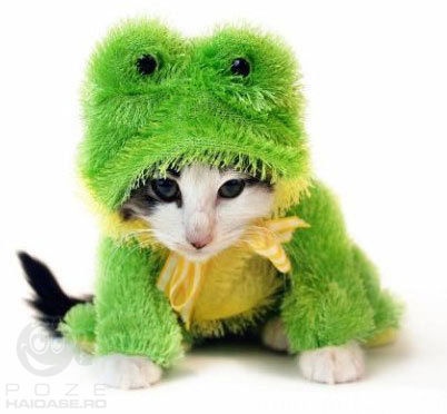 Cut Little Cat in Frog Costume