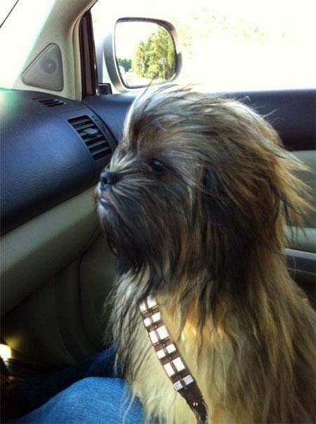 Dog Dressed Up as Chewbaaca for Halloween
