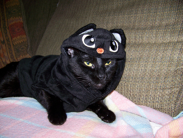 Cat Mimics Itself in its Costume