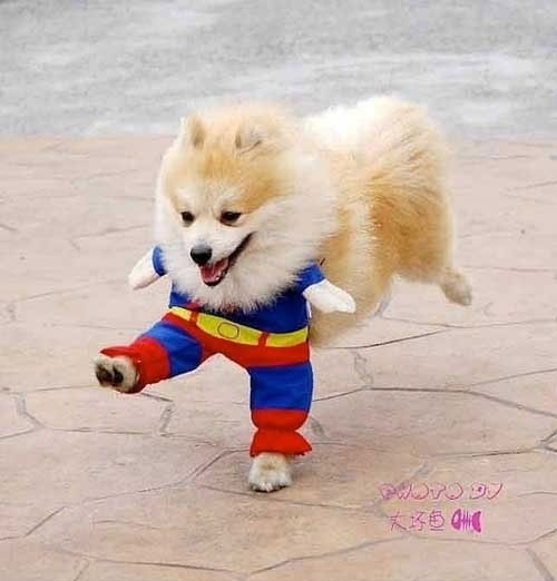 Cute Doggy Enjoying It's Superman Costume