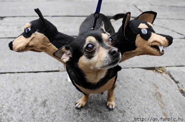 Dogs Got Confused With his Own Costume
