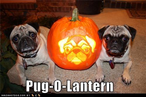 Funny Dogs - Pug-o-Lantern