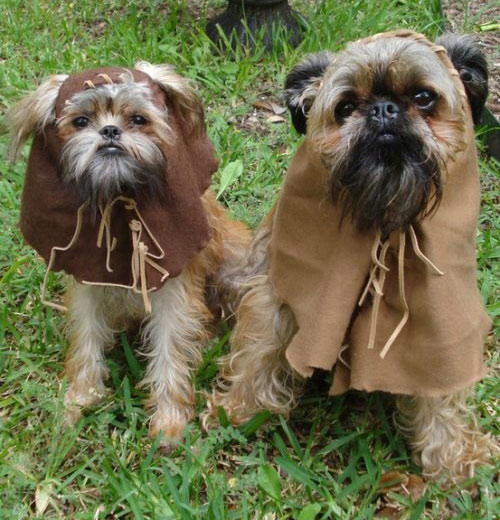 Funny Dogs in Star Wookiee Costume