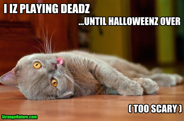 Funny Halloween Cat Plays Dead