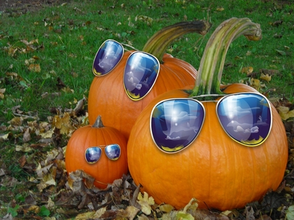 Pumpkin Family in Cool Shades