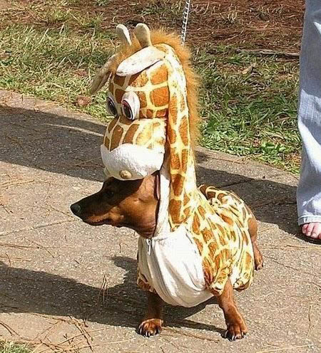 Dog Enjoys Being A Giraffe