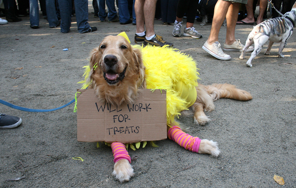 Dog Wants to Work For Treats