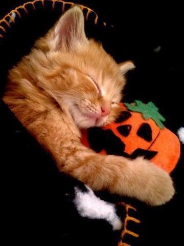 Cute Little Cat Loves Mr. Pumpkin