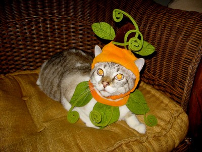Cat in Natural Halloween Costume