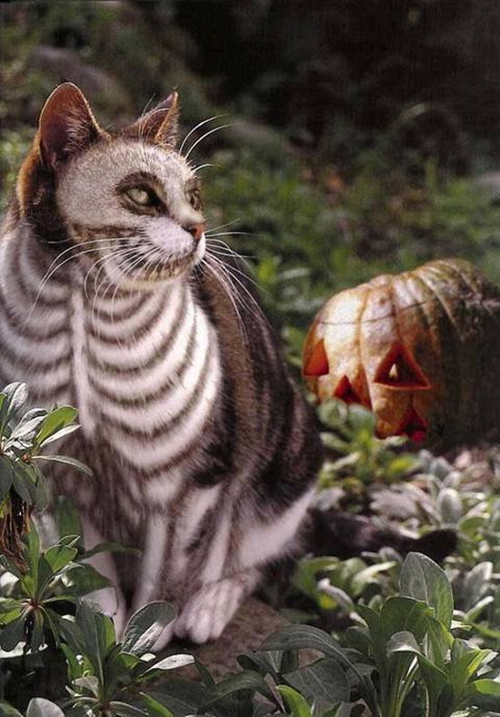 Scary Halloween Cat