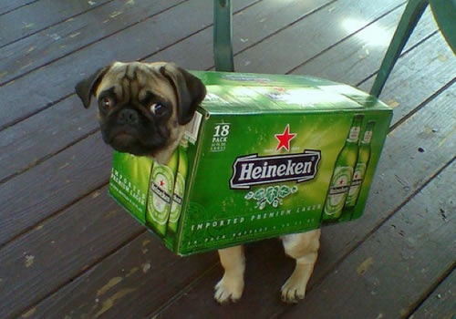 Dog in Cool Beer Case Costume