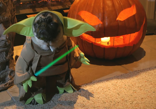Halloween-Dog posses as a Yoda