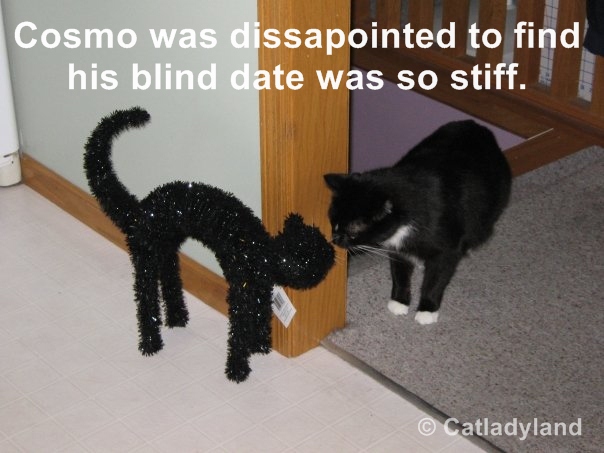 Cat Got Tricked With His Stiff Date