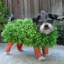 Dog Enjoys Natural Halloween Costume