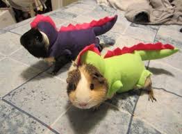 Guinea pigs in Funny Halloween Costume