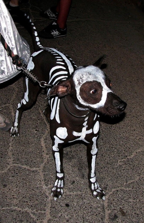 Small Halloween Dog With Scary Painting