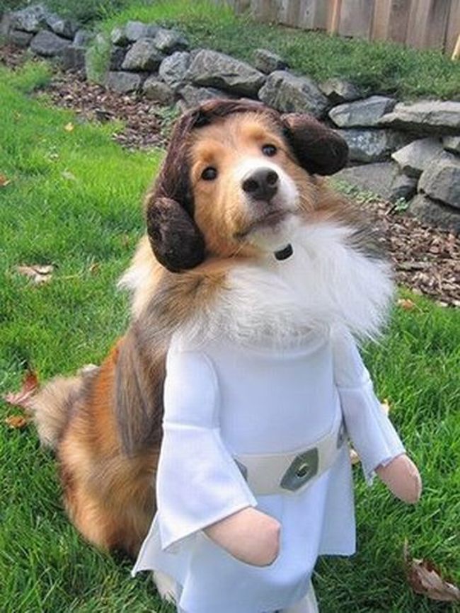 Cute Doggy Posses as Princes Leia