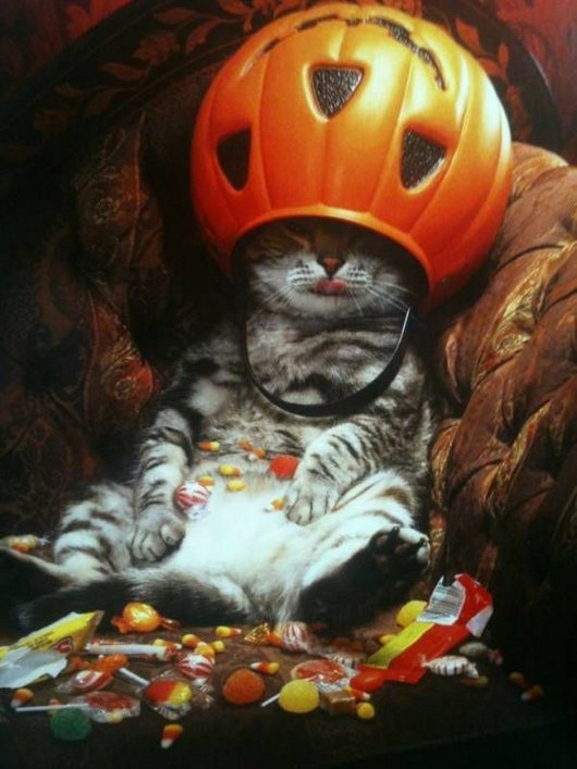 This Cat is King of Halloween!!!