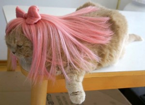 Cats Got a Really Funny Wig