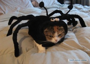 Cat or Spider!!!