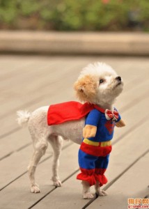 Dog in Superman Costume - Happy Halloween!!