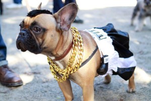 Dog All Dressed Up as A Boxer