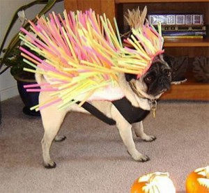Dog Seems Unhappy With his Funny Costume