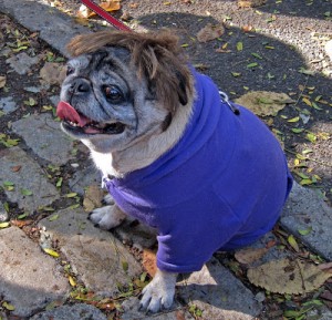 Monster-Faced Doggy Loves halloween