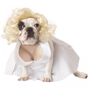 Dog in Hot Marilyn Monroe Costume