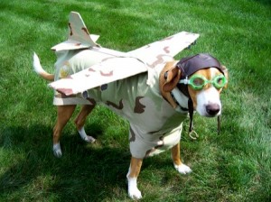 Dog All Set for A Flight