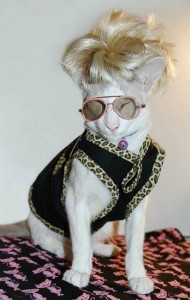 Cat in Celebrity Outfit
