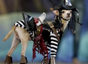 Dogs in Pirate Costume