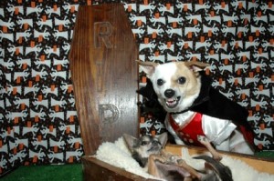 Dogs in Coffin and Dracula Costume