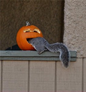 Halloween Pumpkin Got a Squirrel