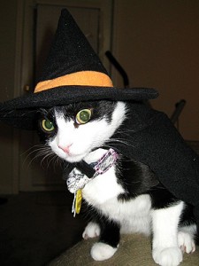 Cat Puts on Witch Hat With Funny Expression
