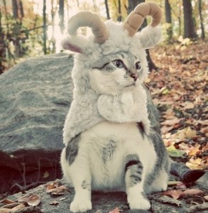 Cat in Goat Costume