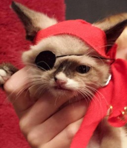 Pirate Little Cat is The Star of Halloween